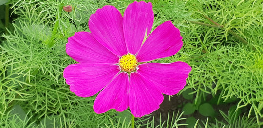 Cosmos Sensation Mix - Saanich Organics