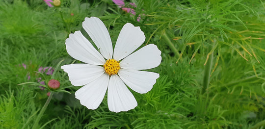 Cosmos Sensation Mix - Saanich Organics