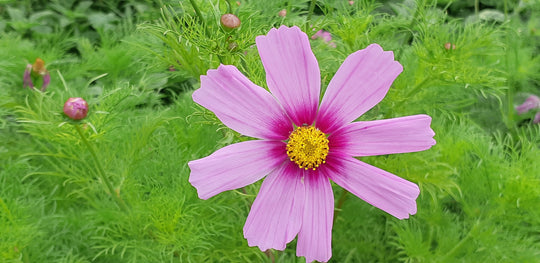 Cosmos Sensation Mix - Saanich Organics