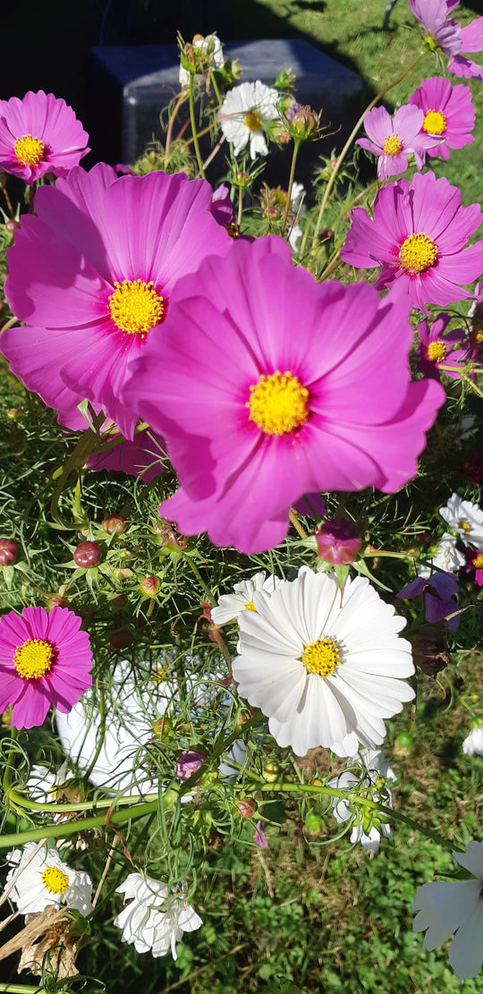 Cosmos Sensation Mix - Saanich Organics