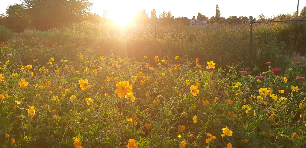 Cosmo Sulfureus - Saanich Organics