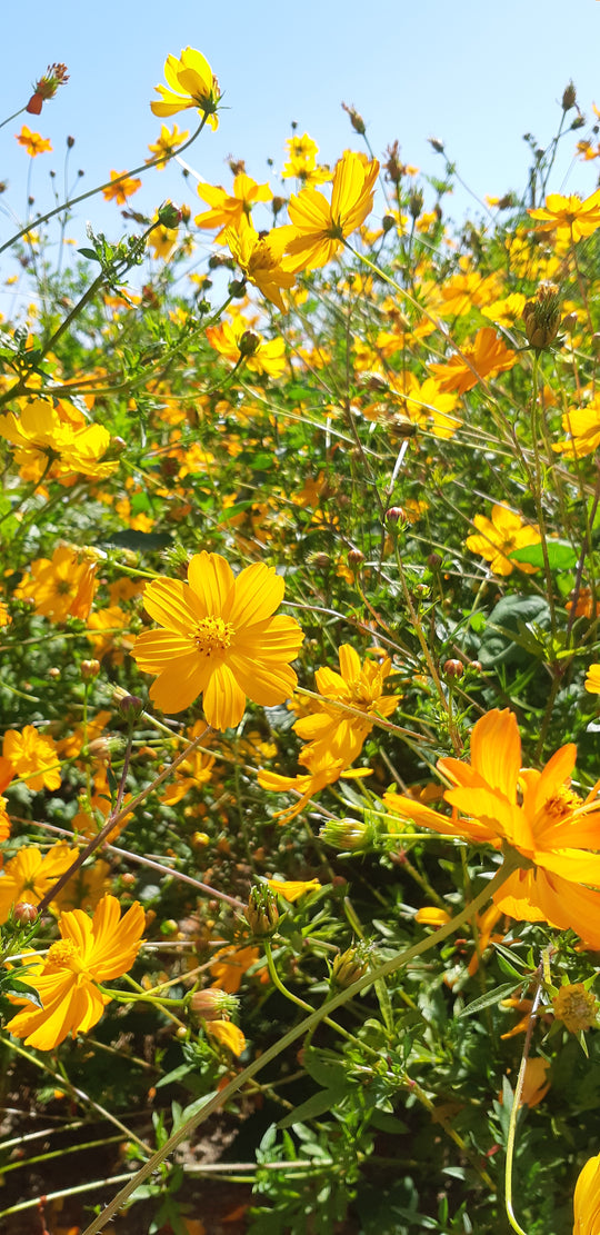 Cosmo Sulfureus - Saanich Organics