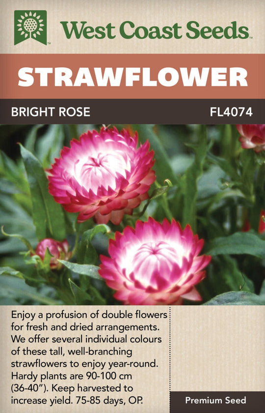 Strawflower Bright Rose - West Coast Seeds