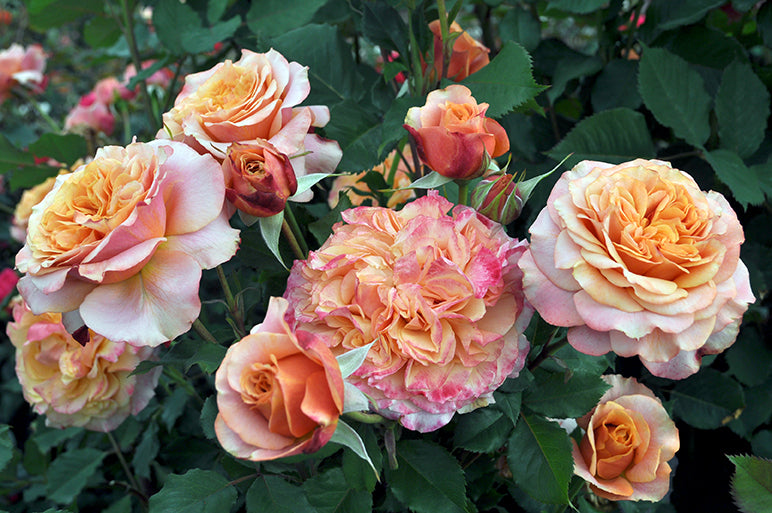 Sunbelt® Crazy Love™ - Kordes® Roses