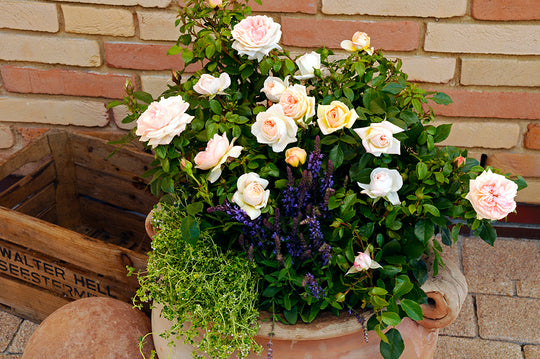 Veranda® Cream™ - Kordes® Roses