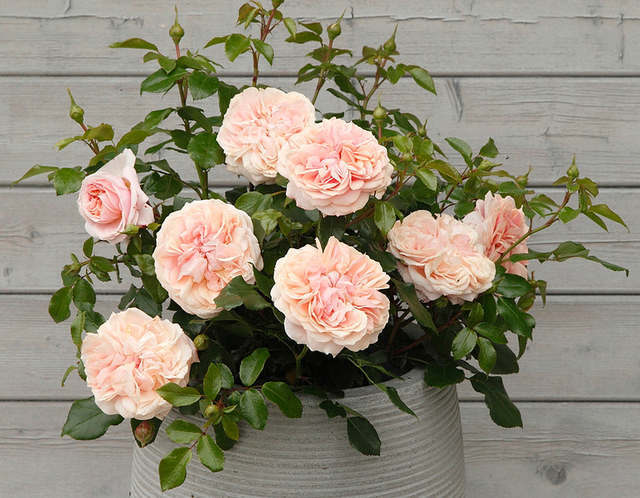 Roses | Over 450 Varieties | Canada-Wide Shipping – Page 10 – Wildwood ...