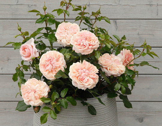 Veranda® Cream™ - Star Roses and Plants