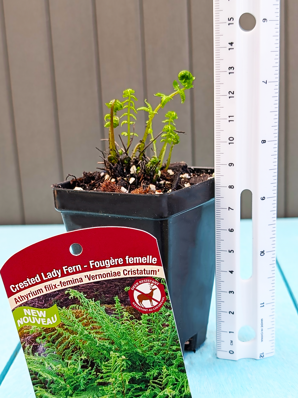 CrestedFilixFemina_VernoniaeCristatum