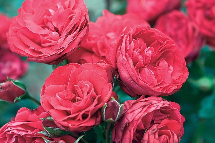 Crimson Sky - Star Roses and Plants
