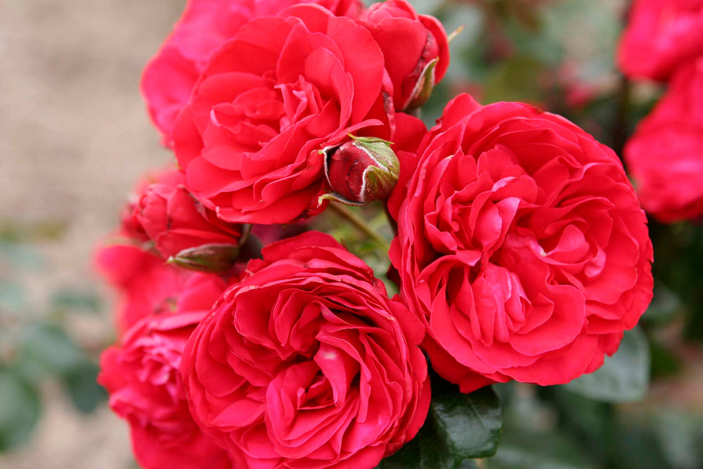 Crimson Sky - Star Roses and Plants