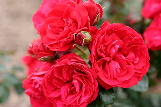 Crimson Sky - Star Roses and Plants