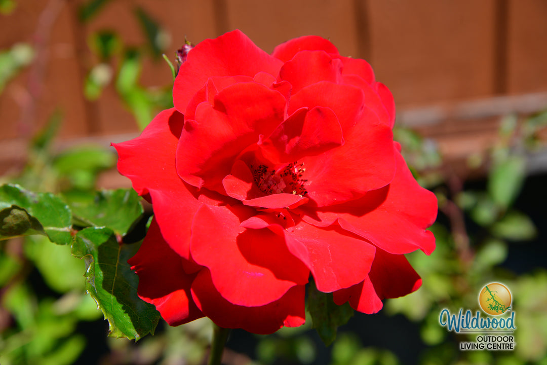 Crimson Sky - Star Roses and Plants