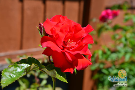 Crimson Sky - Star Roses and Plants