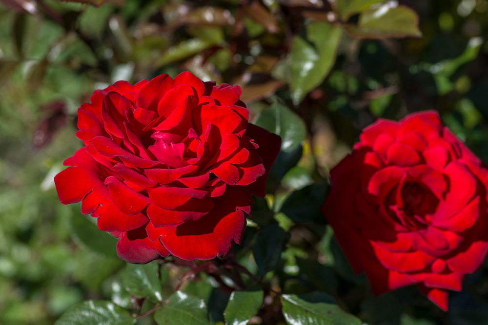 Crimson Bouquet™ - Star Roses and Plants