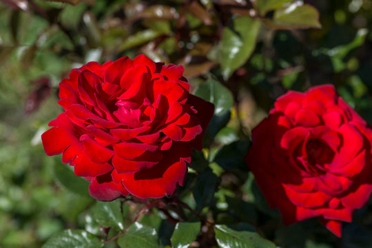 Crimson Bouquet™ - Star Roses and Plants
