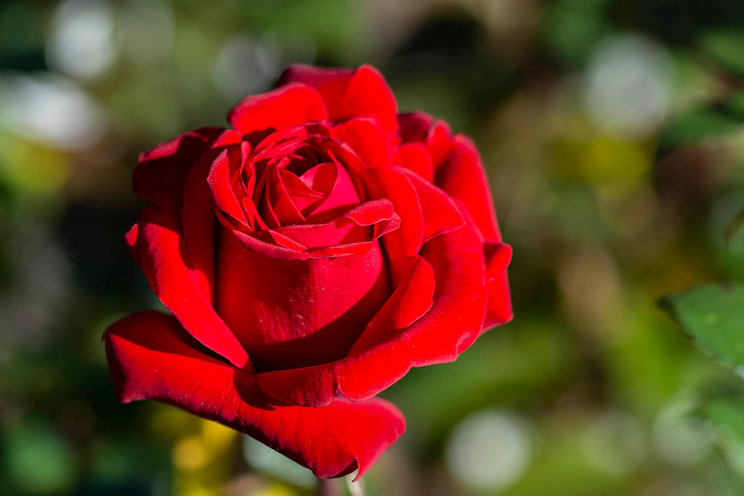Crimson Bouquet™ - Star Roses and Plants
