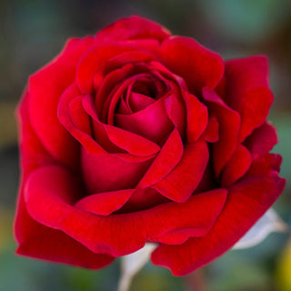 Crimson Bouquet™ - Star Roses and Plants