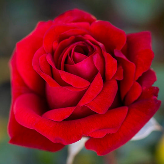 Crimson Bouquet™ - Star Roses and Plants