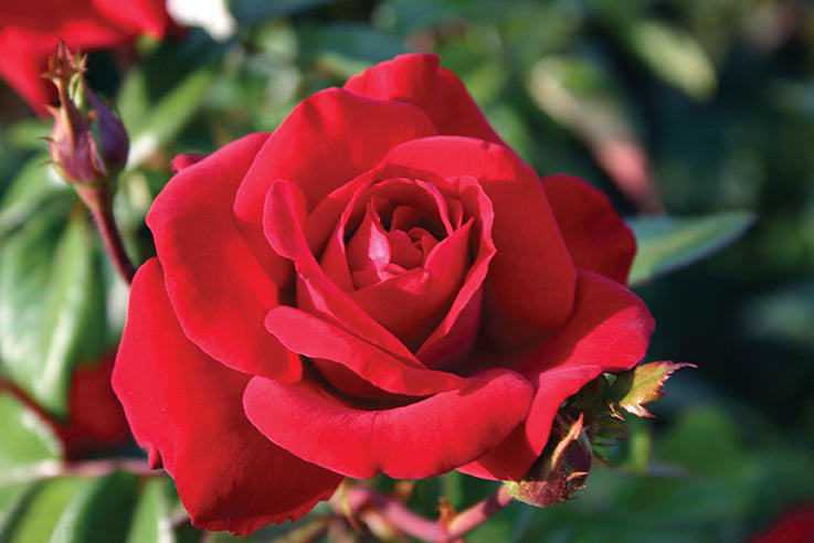 Crimson Bouquet™ - Star Roses and Plants