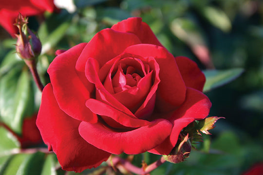 Crimson Bouquet™ - Star Roses and Plants