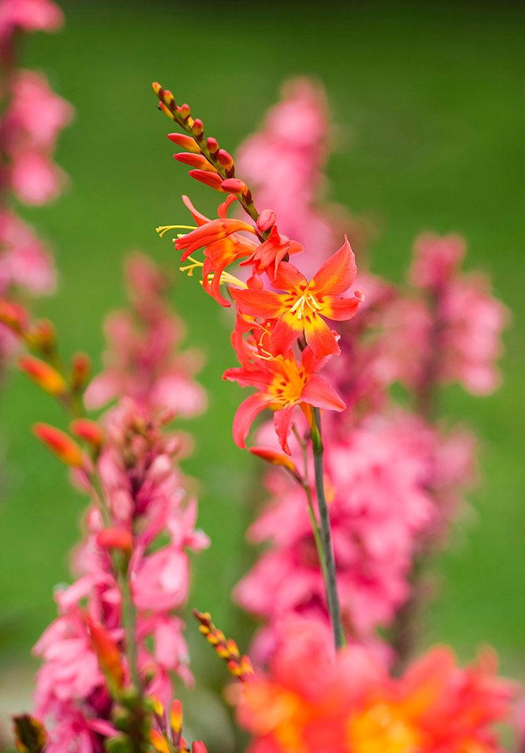 Crocosmia - Emberglow, 1 Pack