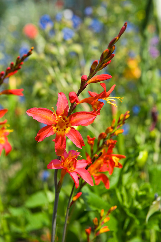 Crocosmia - Emberglow, 1 Pack