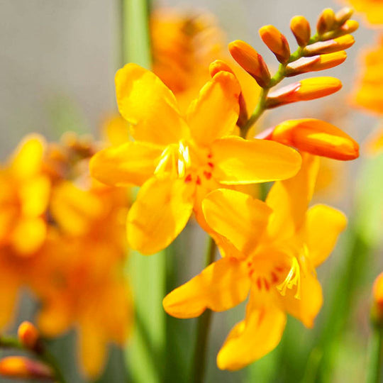 Crocosmia - George Davison, 5 Pack