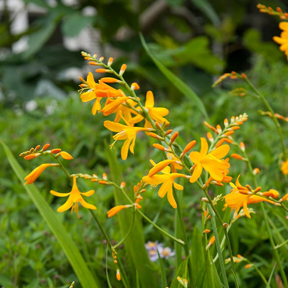 Crocosmia - George Davison, 5 Pack