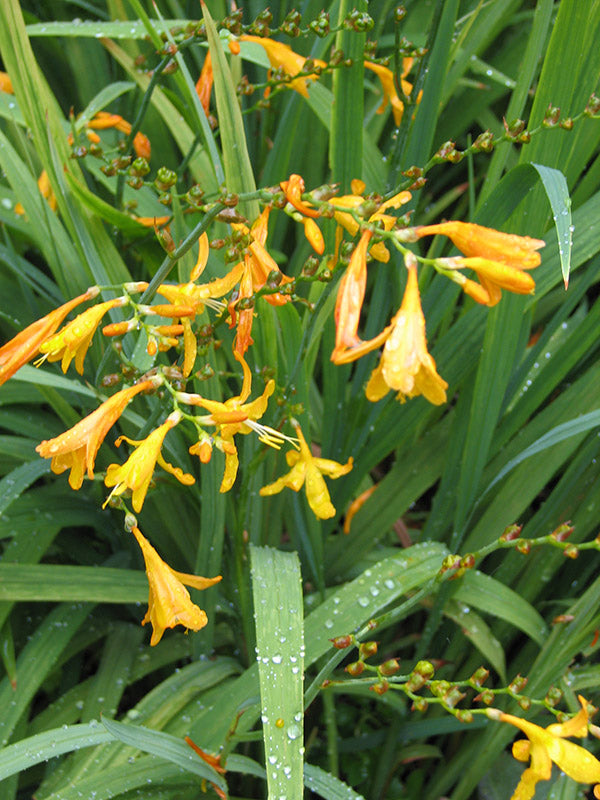 Crocosmia - George Davidson, 1 Pack