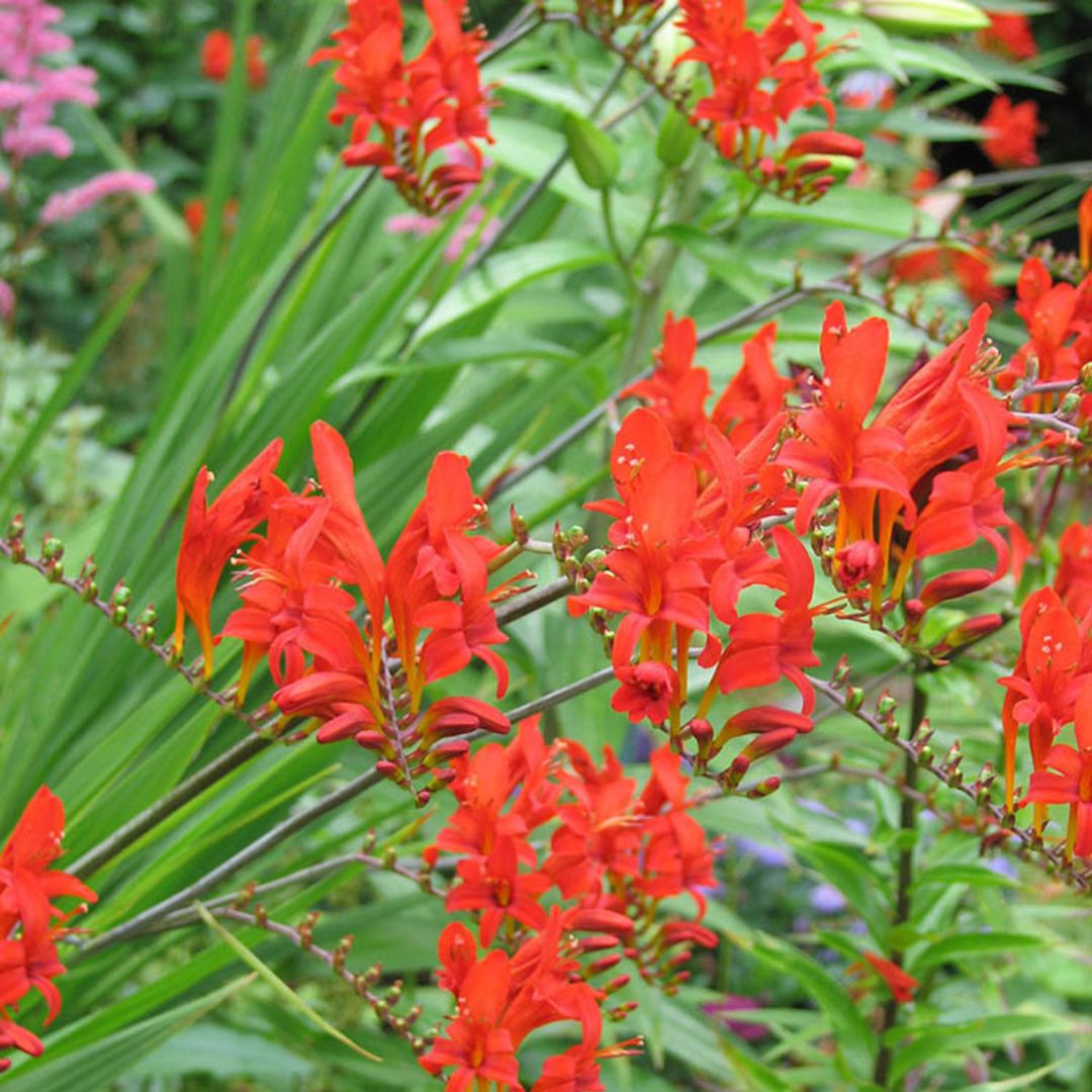 Crocosmia -  Lucifer, BONUS 10 Pack