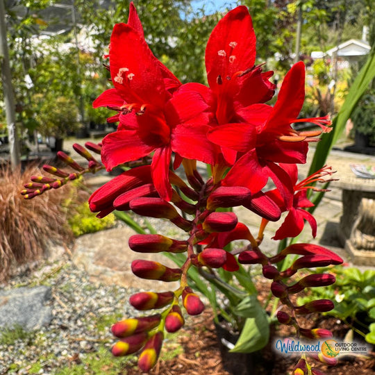 Crocosmia - Lucifer, 5 Pack