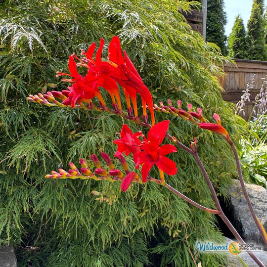 Crocosmia - Lucifer, 5 Pack
