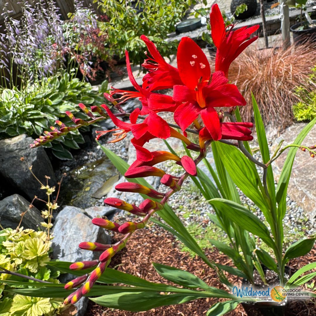 Crocosmia - Lucifer, 5 Pack
