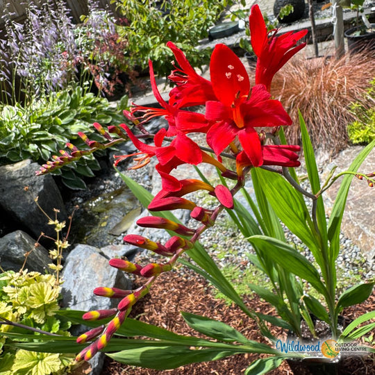 Crocosmia - Lucifer, 5 Pack