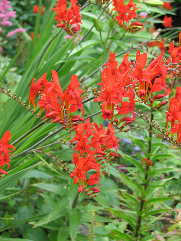 Crocosmia - Lucifer, 1 Pack