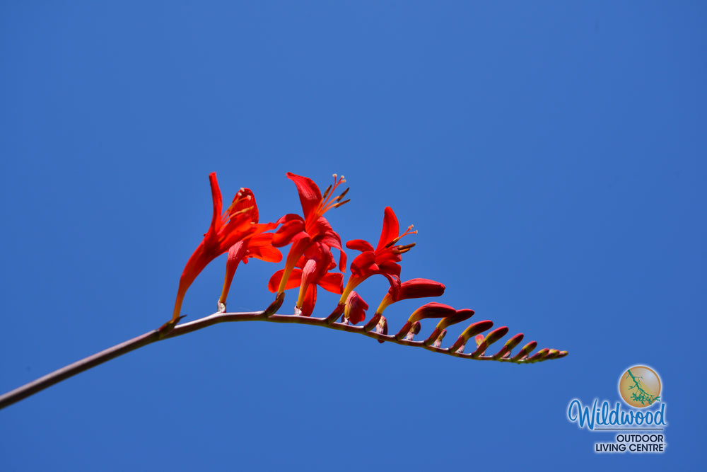 Crocosmia - Lucifer, 5 Pack
