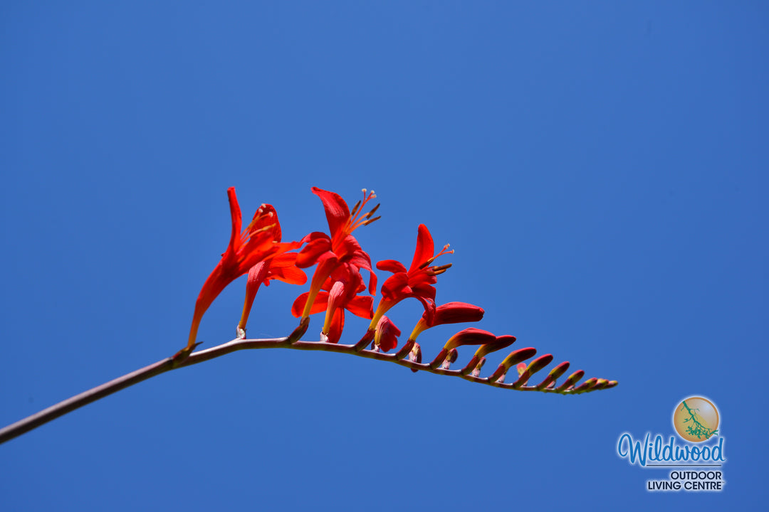 Crocosmia -  Lucifer, BONUS 10 Pack
