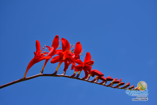 Crocosmia - Lucifer, 5 Pack