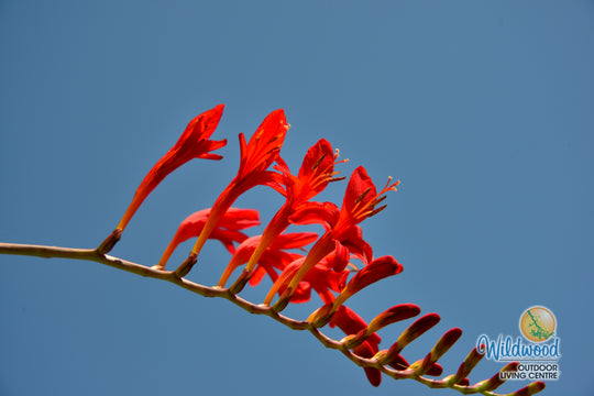 Crocosmia - Lucifer, 5 Pack