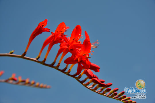 Crocosmia -  Lucifer, BONUS 10 Pack