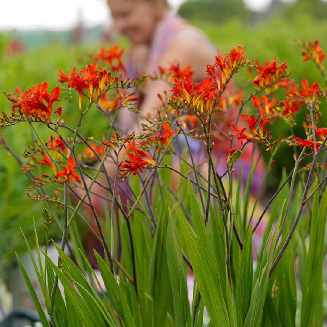 Crocosmia -  Lucifer, BONUS 10 Pack