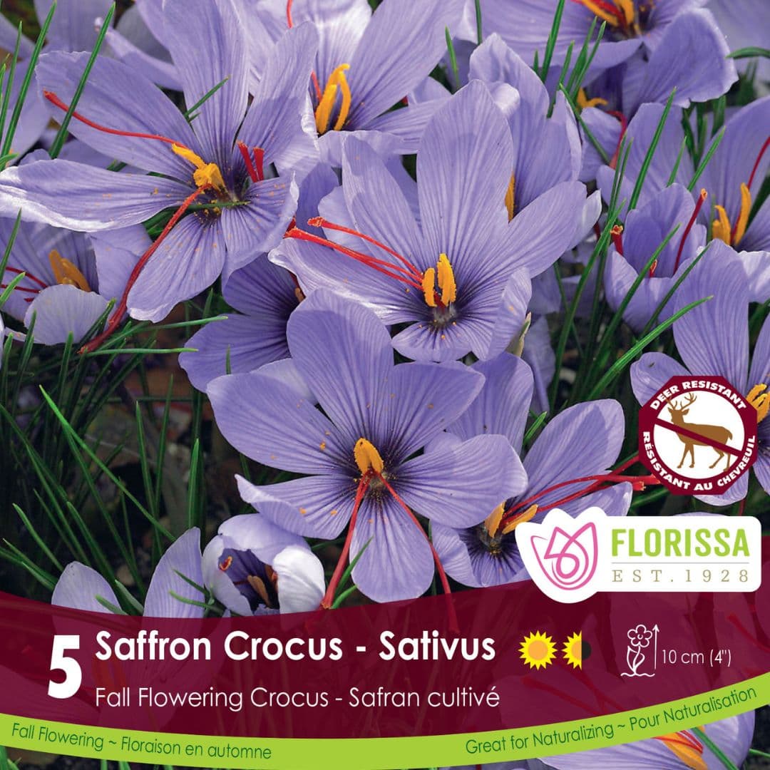 Saffron Crocus - Sativus (Fall Flowering), 5 Pack