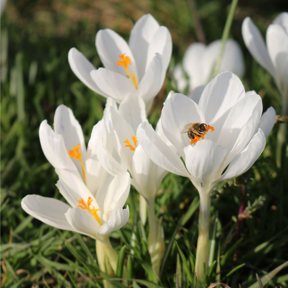 Crocus - Snowstorm, 10 Pack