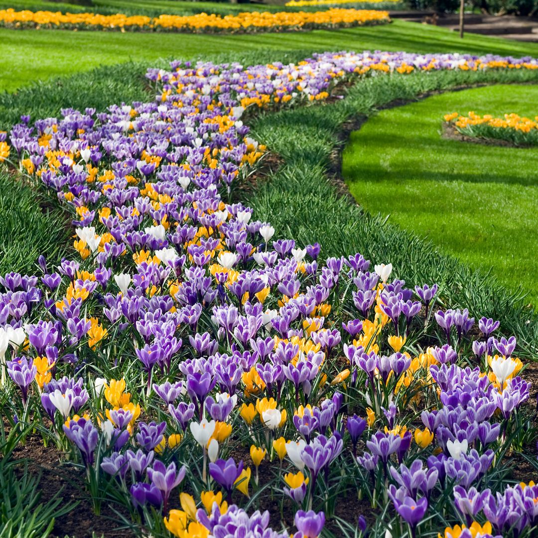 Crocus | Large Flowering Mix - Bonus Pack | Fall Planting Bulb