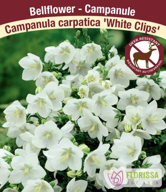 Campanula - White Clips, 1 Pack