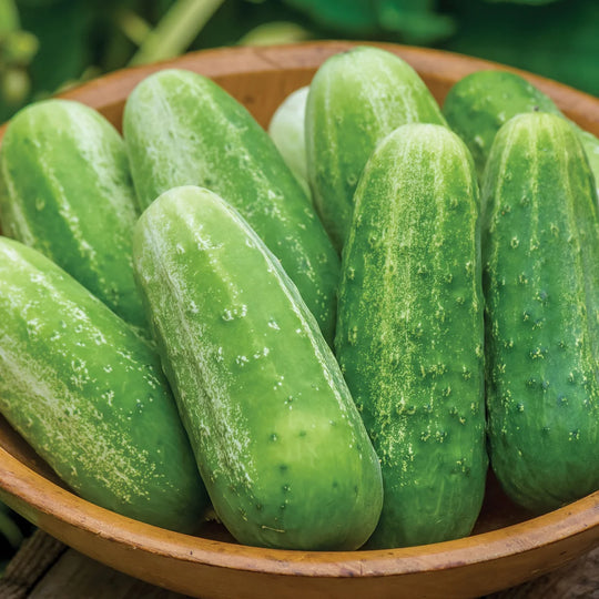 Cucumber Picklebush - Burpee Seeds