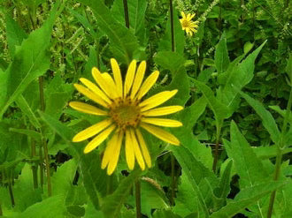 Cup Plant - Eagleridge Seeds