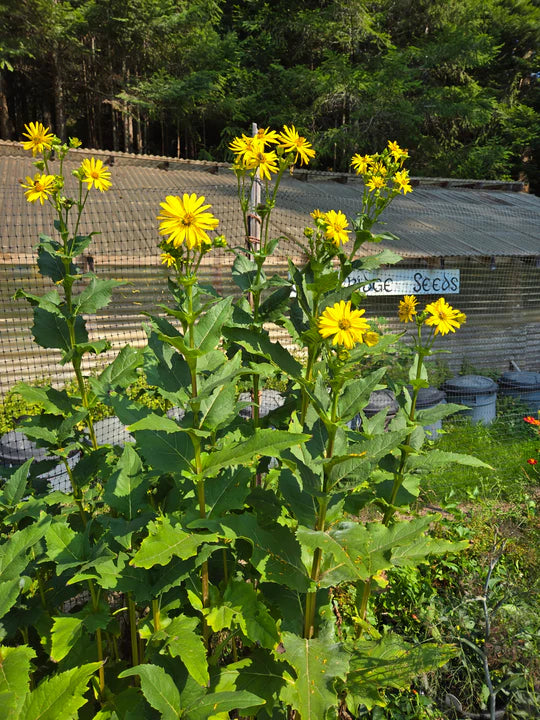 Cup Plant - Eagleridge Seeds