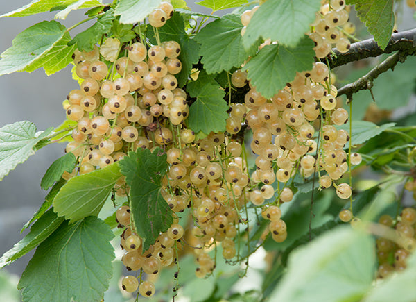 Currant - White