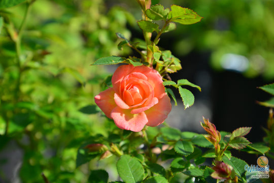 Cutie Pie - Weeks Rose